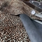 Kain Kulit Bovine Leopard Print Tebal 1mm-3mm Untuk Tas Sepatu